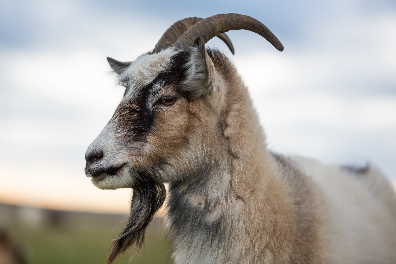Icelandic Goats: Meet and Greet This Wednesday