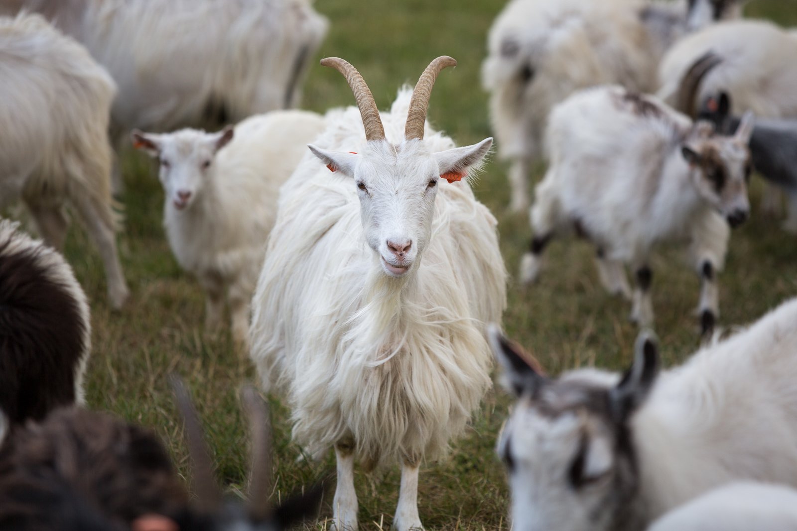 Old Christmas Trees Given To Icelandic Goats And Horses, As A Treat