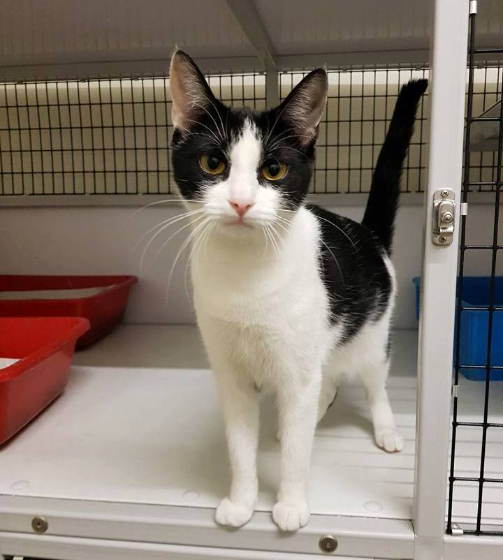 Be Great, Adopt A Homeless Cat And Become Less Lonely