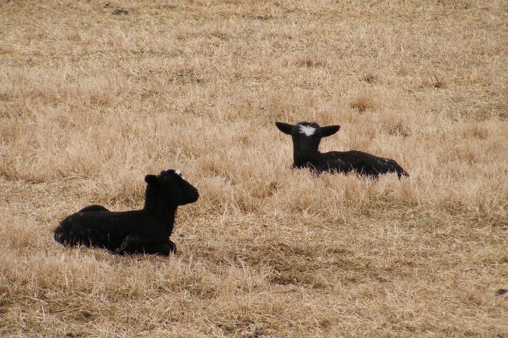 First Lambs Of Spring Arrive