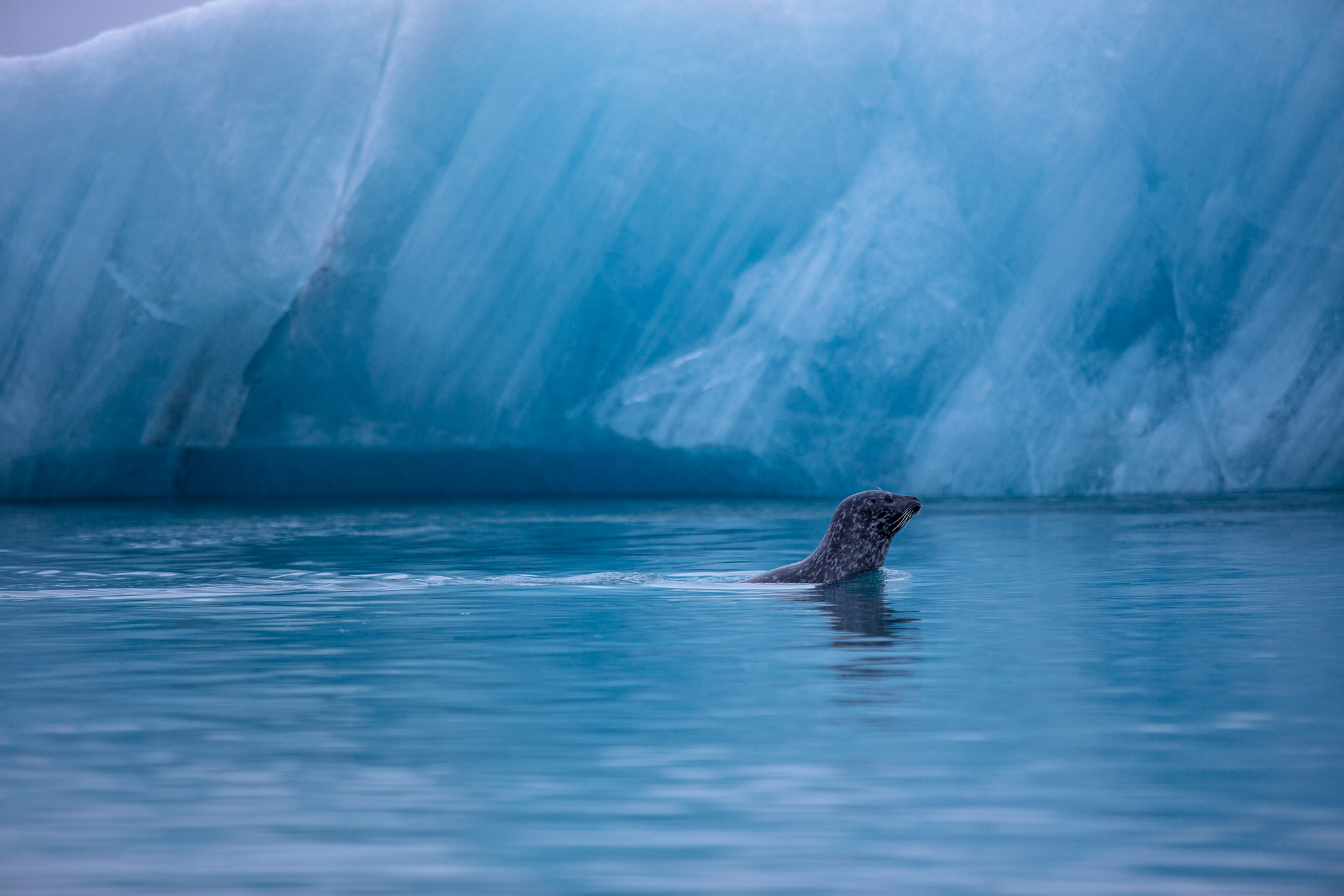 PHOTOS: Strong Tide And Seals At Jökulsárlón Ice Lagoon