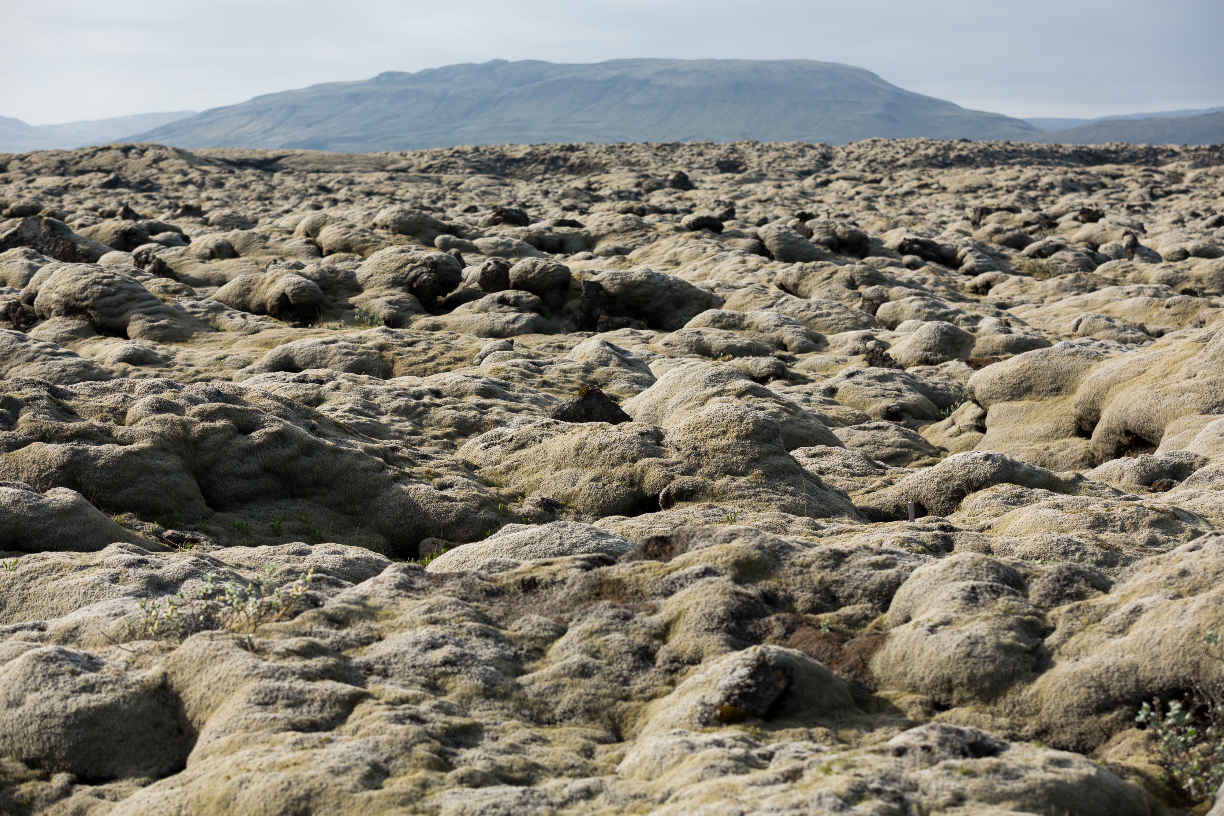 The Life And Death Of Icelandic Mosses