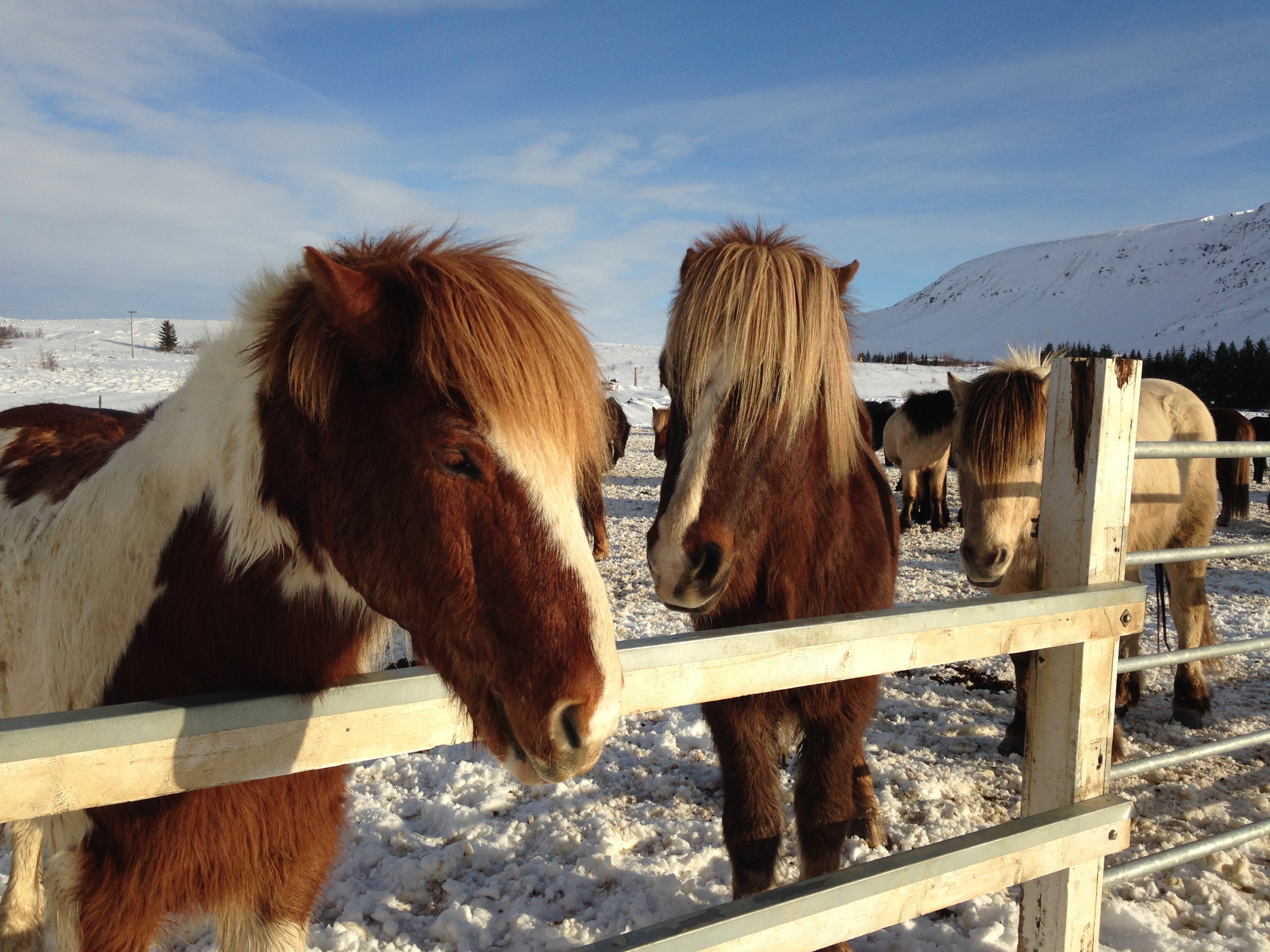 Over Hill And Underwater: A Day With Icelandic Horses