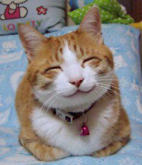 Cats Get Stay of Execution