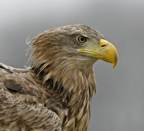 Eagle Protecting Highway, Stalking Road Workers