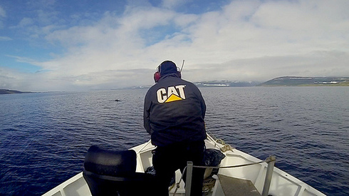 Likely Shortage Of Whale Meat This Winter