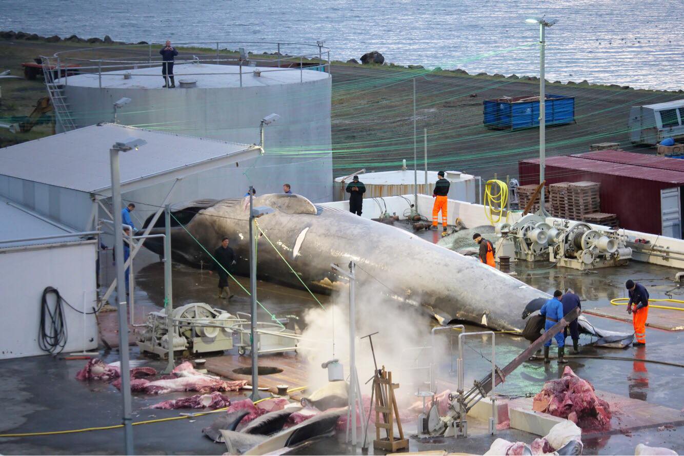 Iceland’s Last Fin Whaling Company May Be Coming To An End