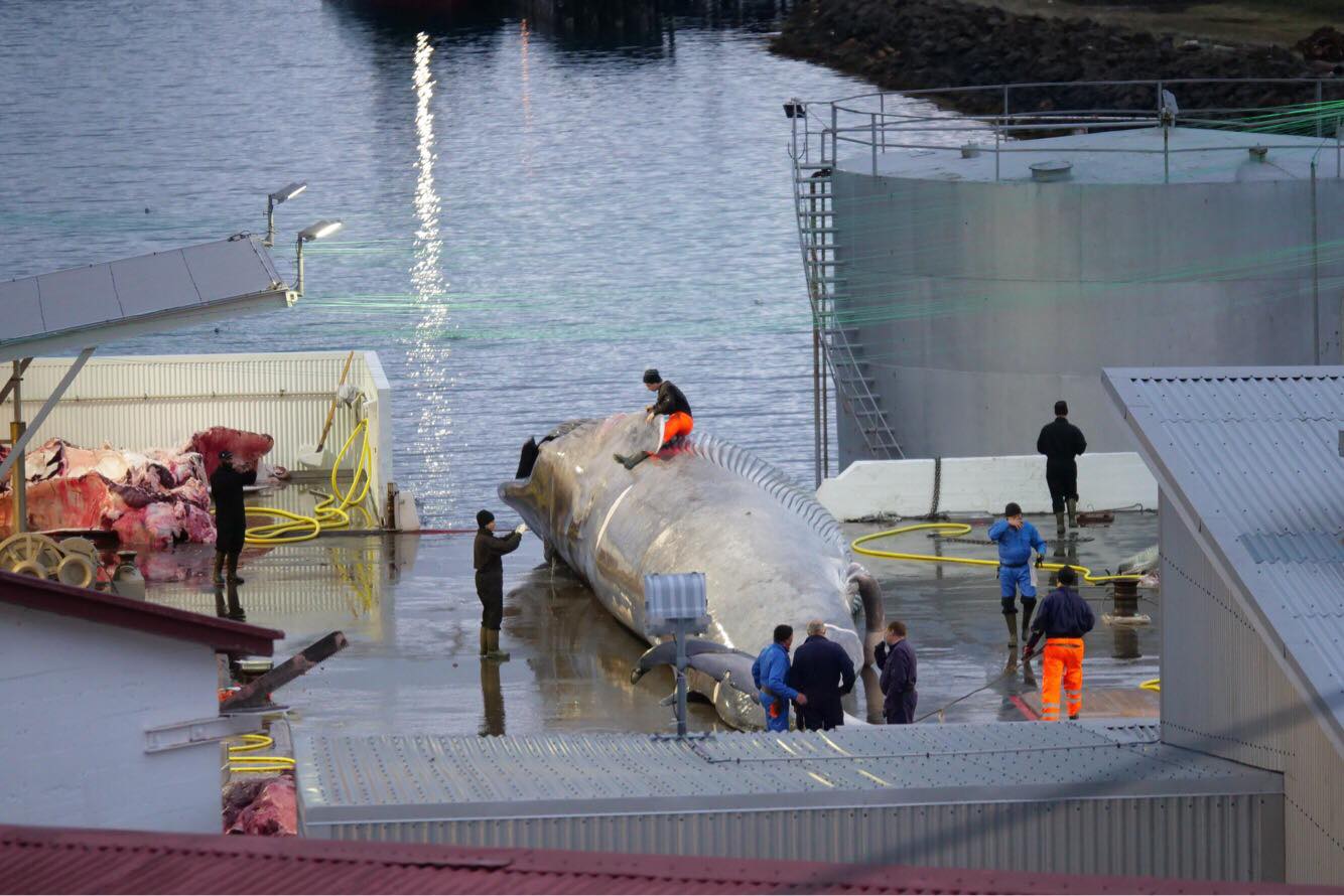 Iceland’s Fishing Minister Green Lights Whale Hunting To 2023