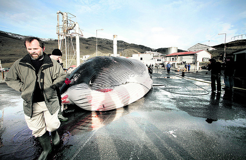 Iceland Using Canada As Whaling Stop