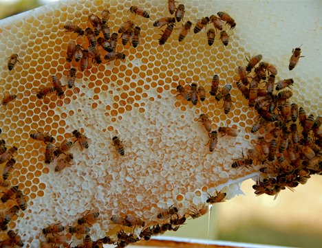Beekeepers May Seek Damages Over Airline Error