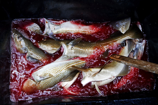 WTF! FISHING QUOTA SYSTEM?