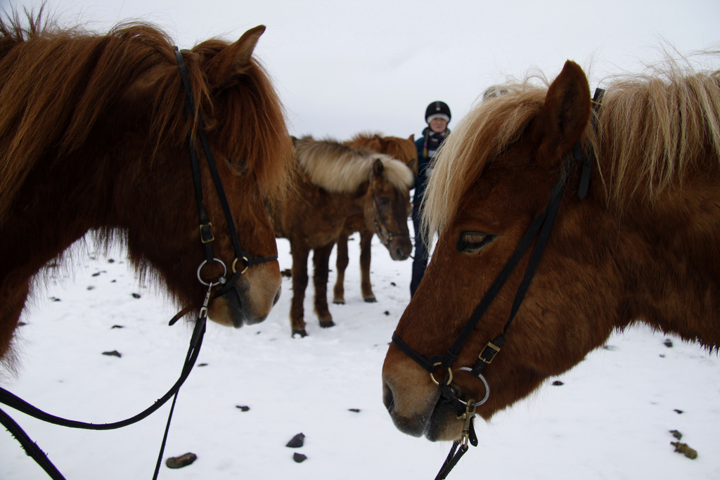 Bill Submitted That Would Ban “Blood Farms” In Iceland