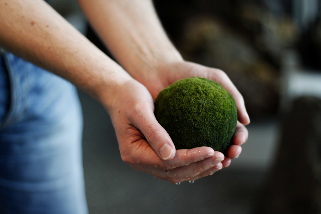 Pollution Destroys Icelandic Marimo