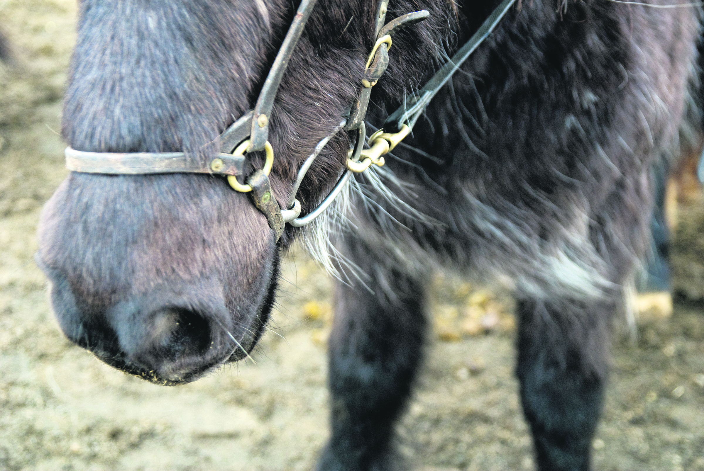 Grapevine Takes A Tour On Icelandic Horseback