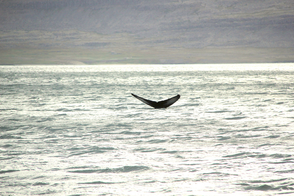 Aus Island - Kadaver von Buckelwalen wurden in der Nähe von Garðskagavitur gesehen