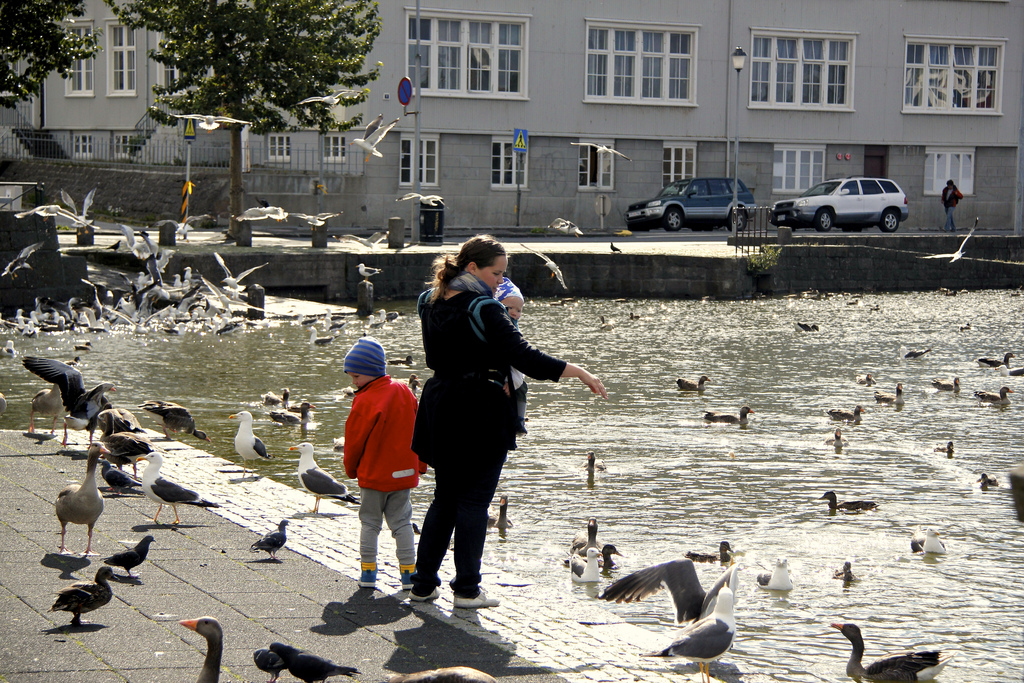 Don’t Give Ducks Bread (Ever)!
