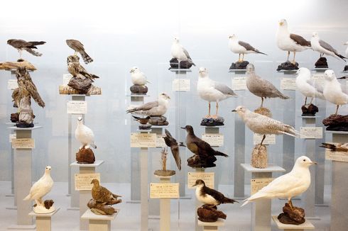 Bolungarvík Is The Bird Nerd’s Paradise
