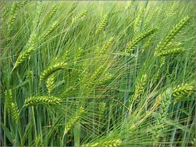 GM Foods Controversy Reaches East Iceland