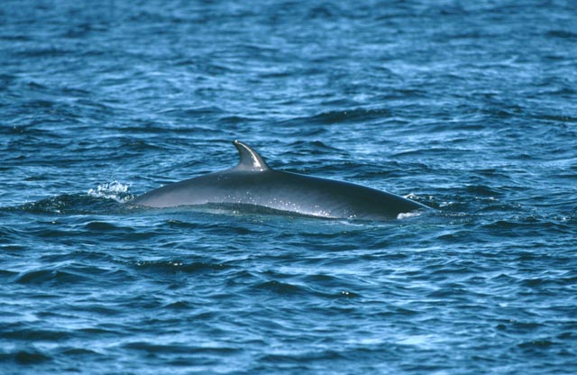 Iceland To Import Minke Whale Meat As Not Enough Are Hunted