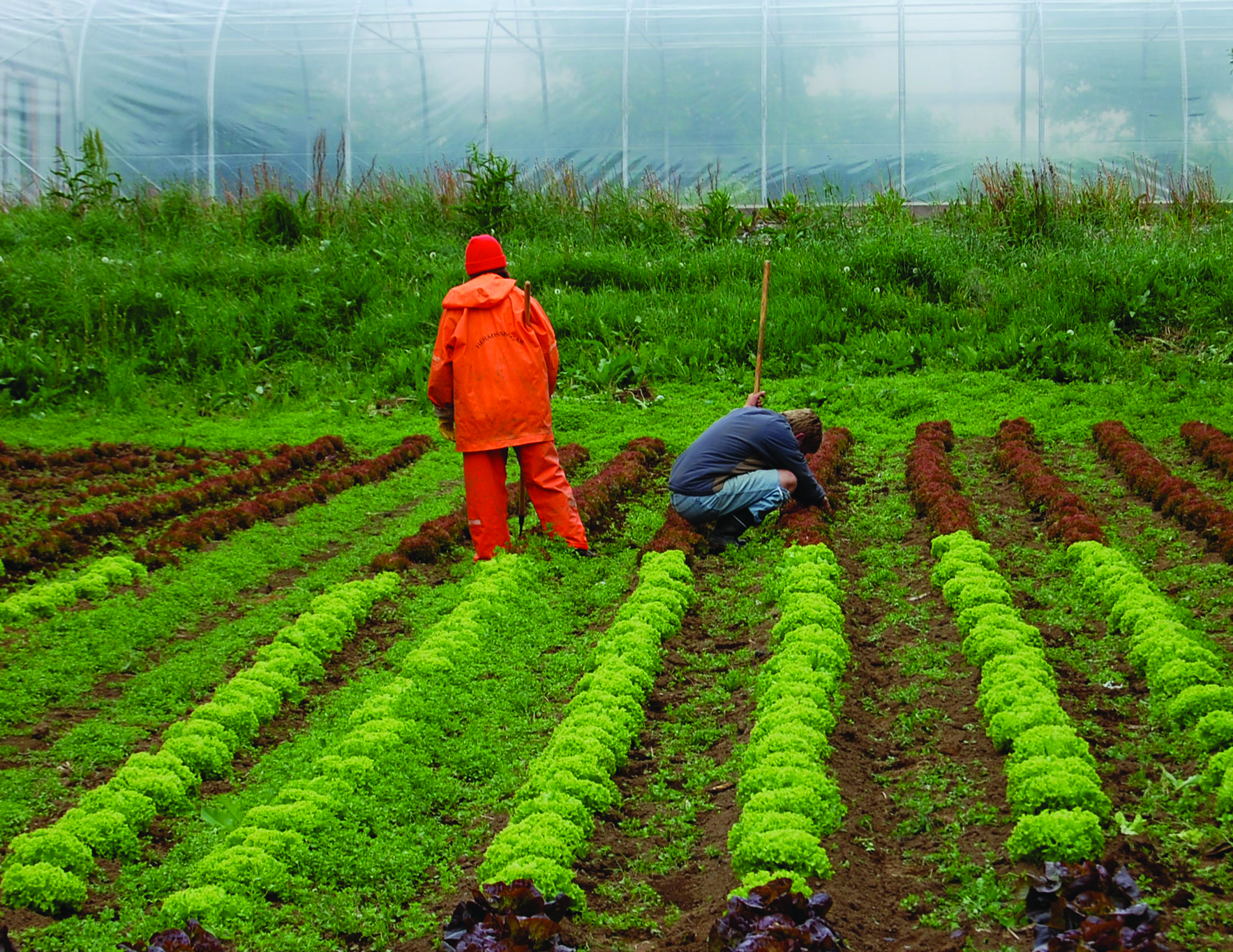 …And On His Farm He Had Some Lettuce. E-I-E-I-O – Surviving A Weekend WWOOFing In Egilsstaðir