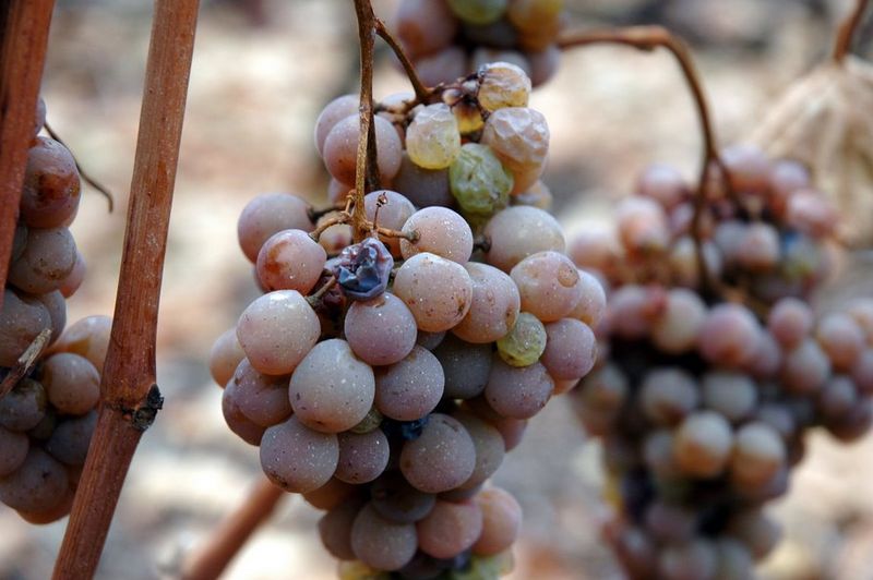 Sour grapes and stuff