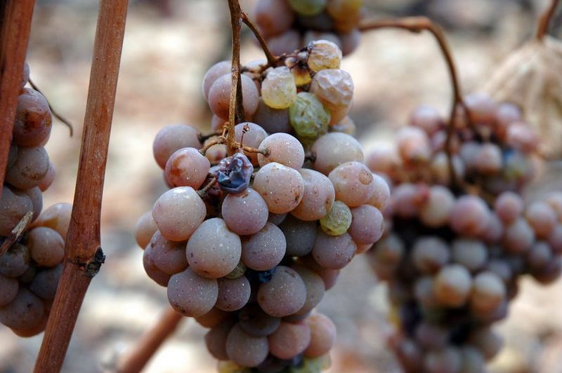 Sour Grapes & Stuff: Issue 11, 2014