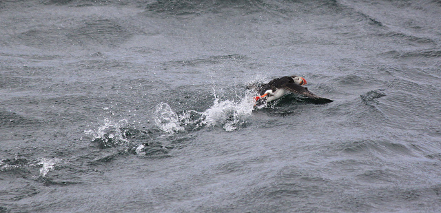 Puffin Hunting “Unsustainable And Unethical”
