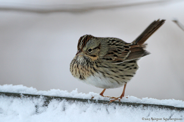 Lincoln’s Sparrow Invades Iceland