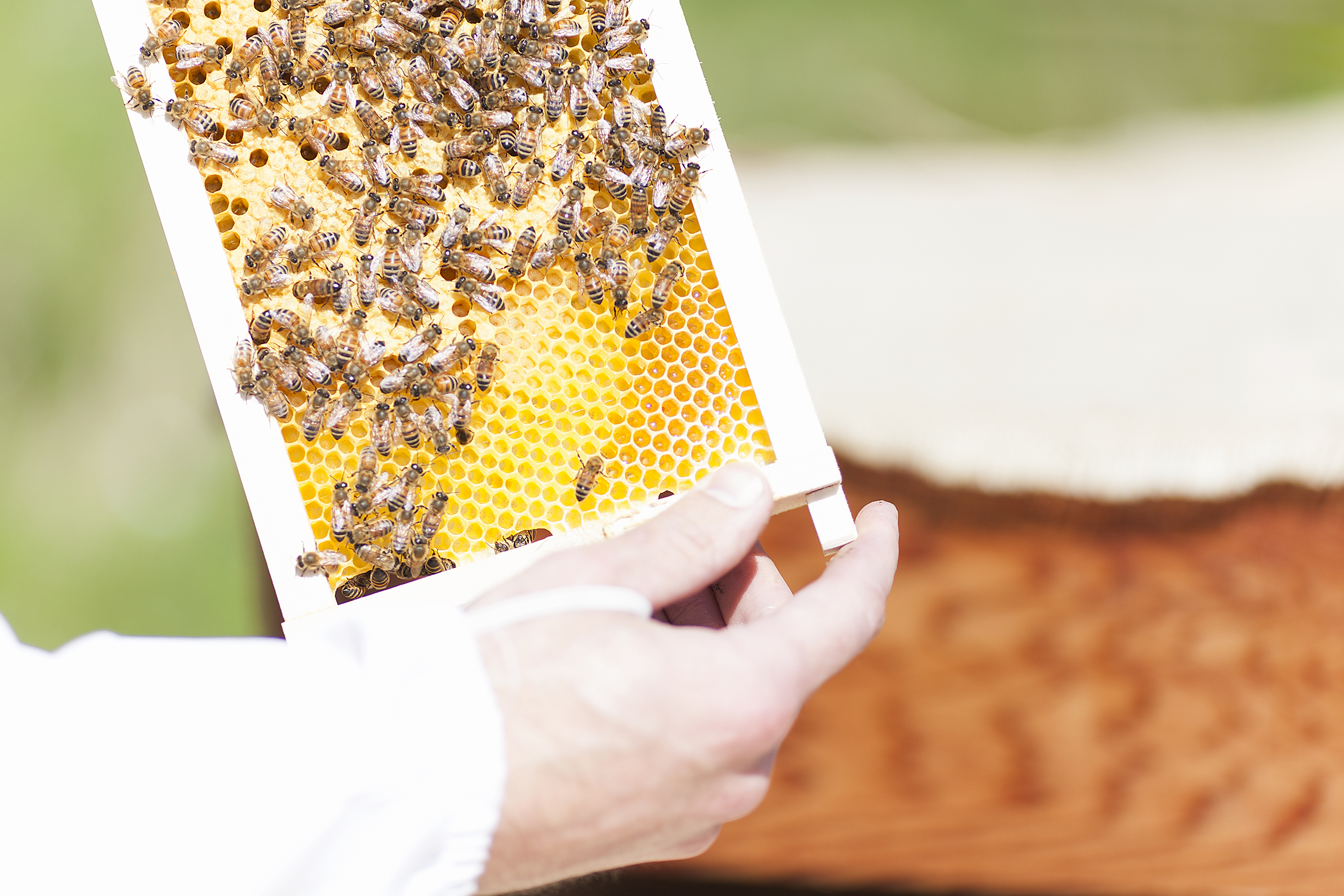 In The Eye Of The Swarm: The Beekeepers Of Iceland