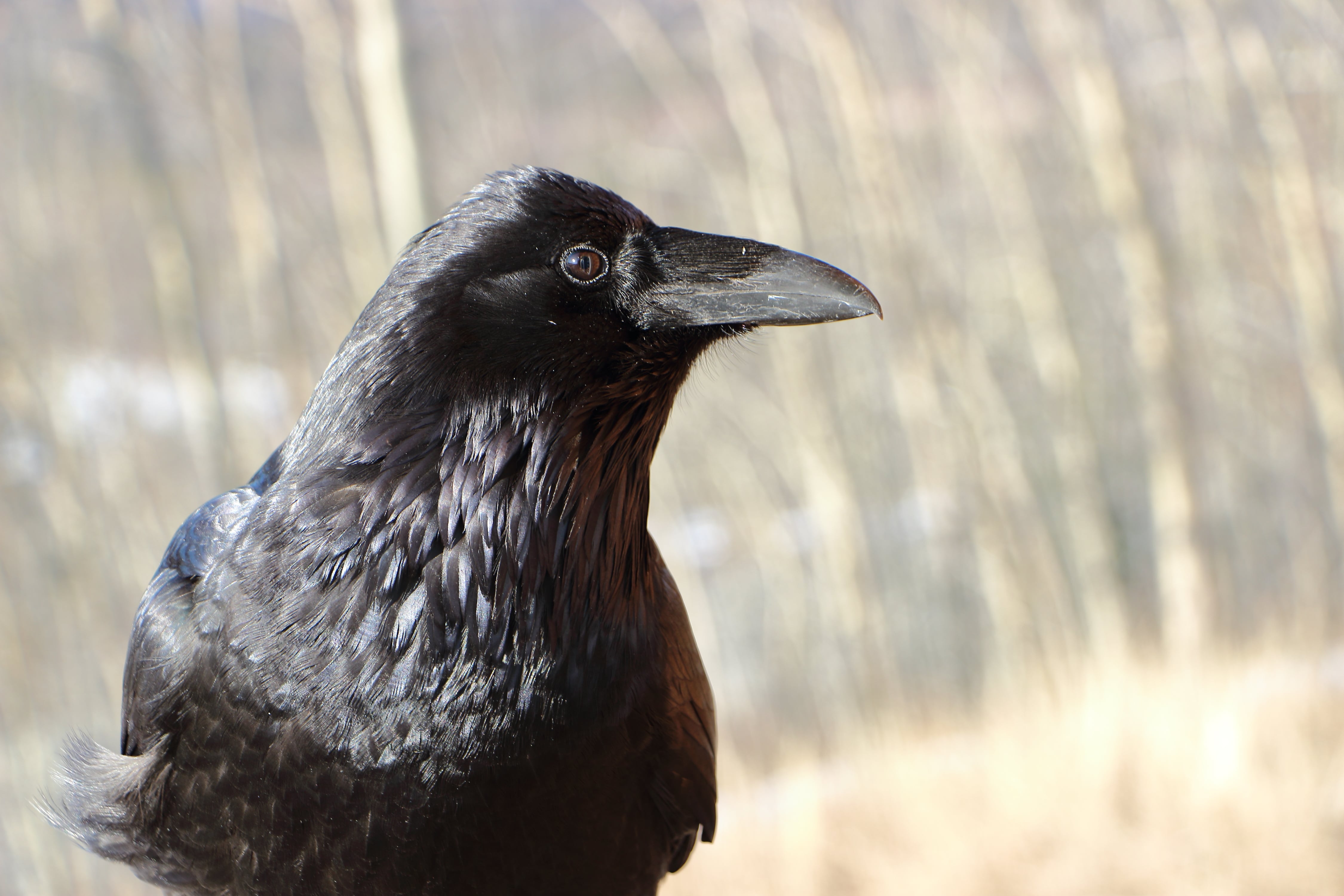 Beasts Of Iceland: The Icelandic Raven
