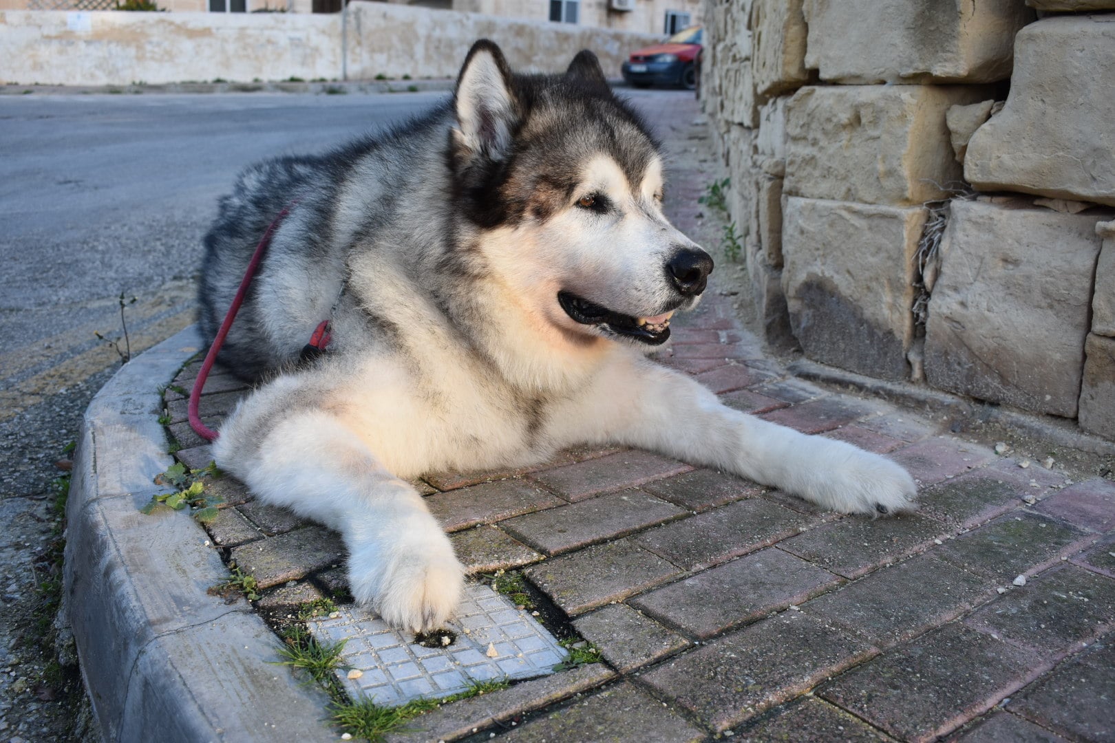 are alaskan malamutes illegal