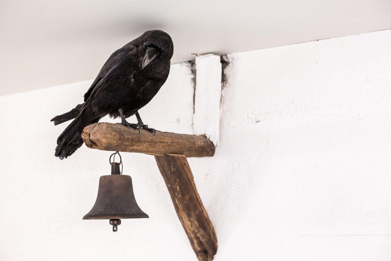 People Are Feeding Ravens In The Westfjords
