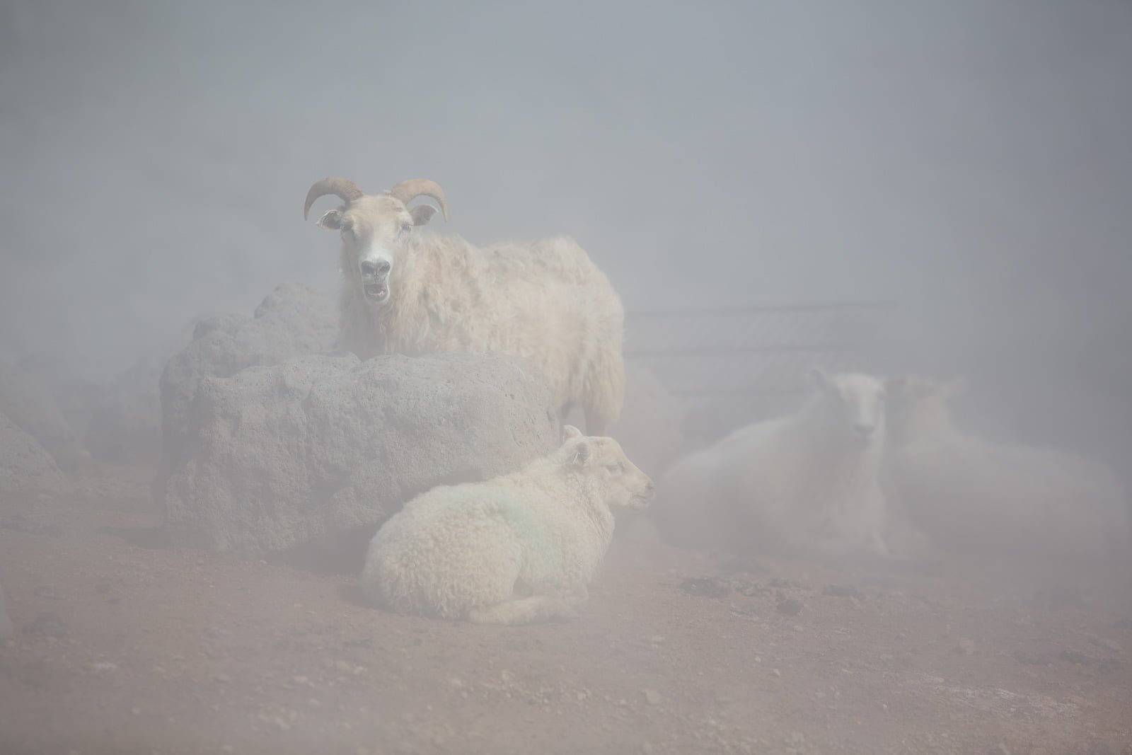 Iceland’s Looming Sheep Crisis