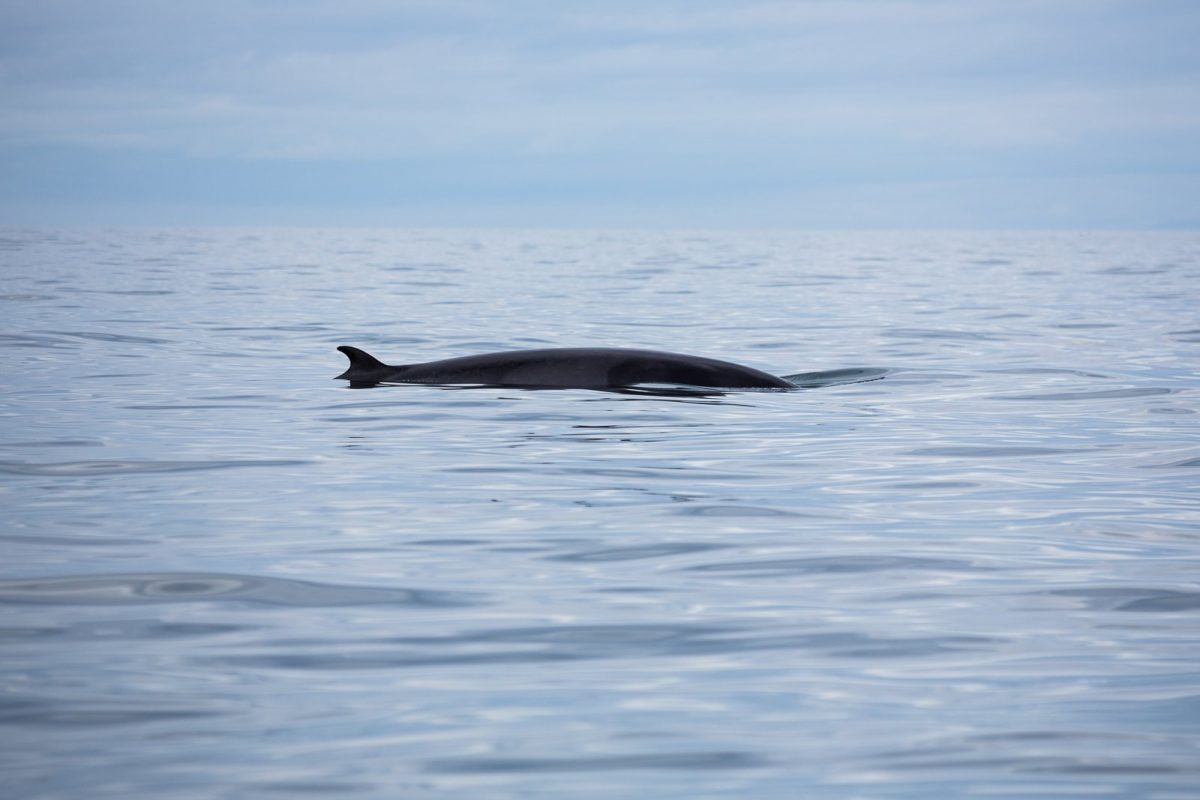 Summon The Whales! In Search Of The Sea Giants