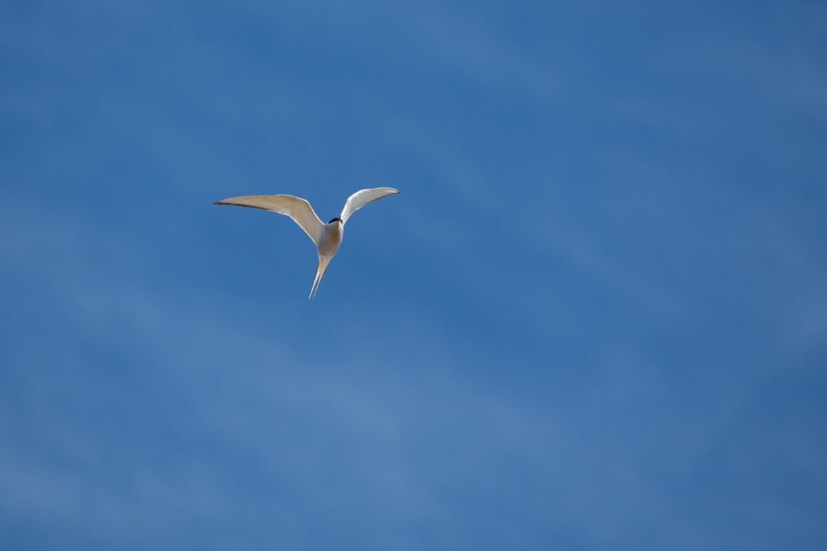 Number Of Birdwatchers Growing In Northeast Iceland
