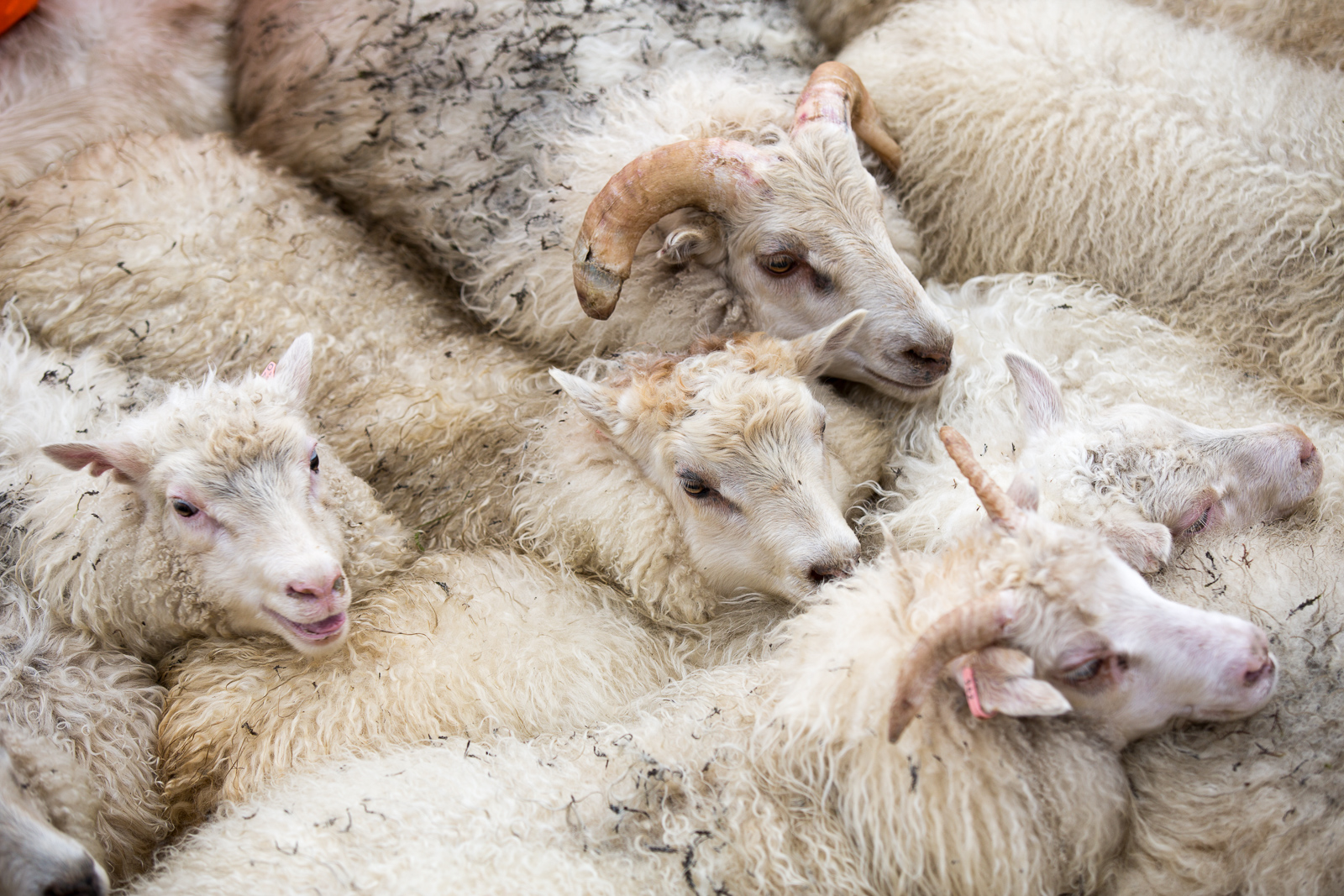 This Year’s Réttir In Photos (Pt. 1): The Guidance Of The Lambs