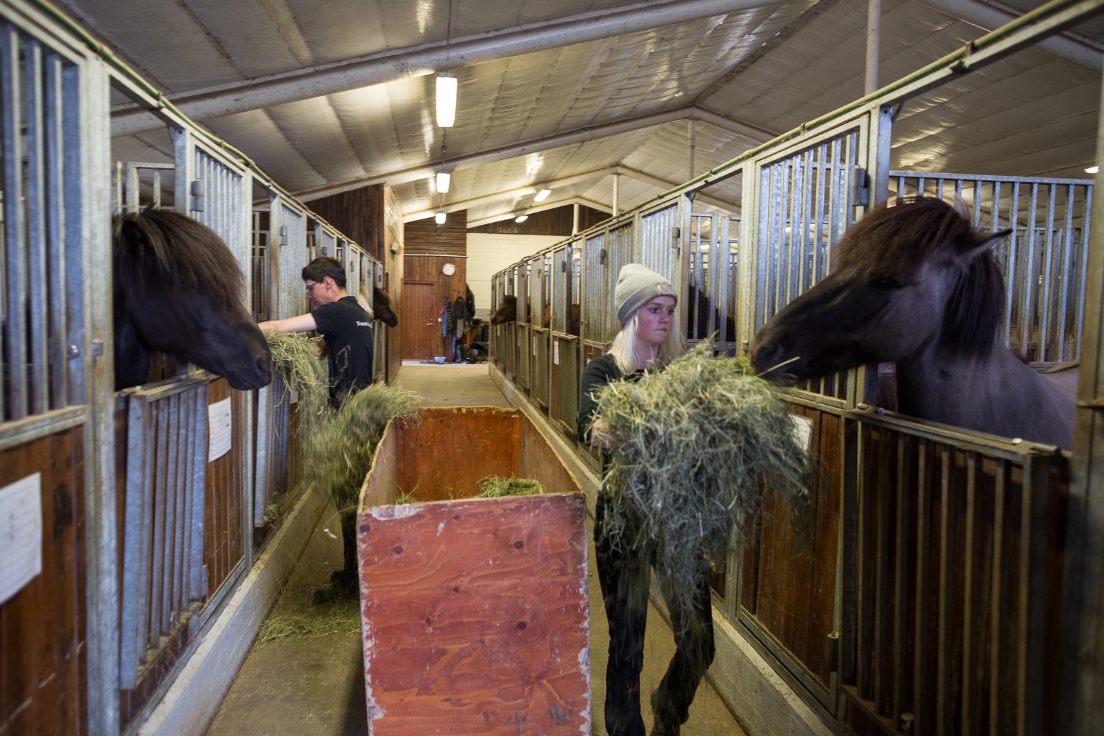 The Five Gaits Of Horsepower: A Trip To Fákasel Horse Park