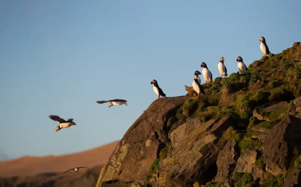 Puffins Return To Iceland