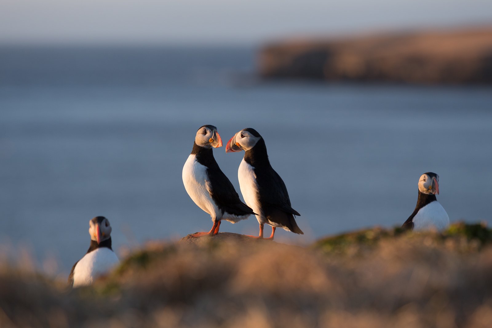 Puffin Hunting In The Westman Islands Shortened Again This Year