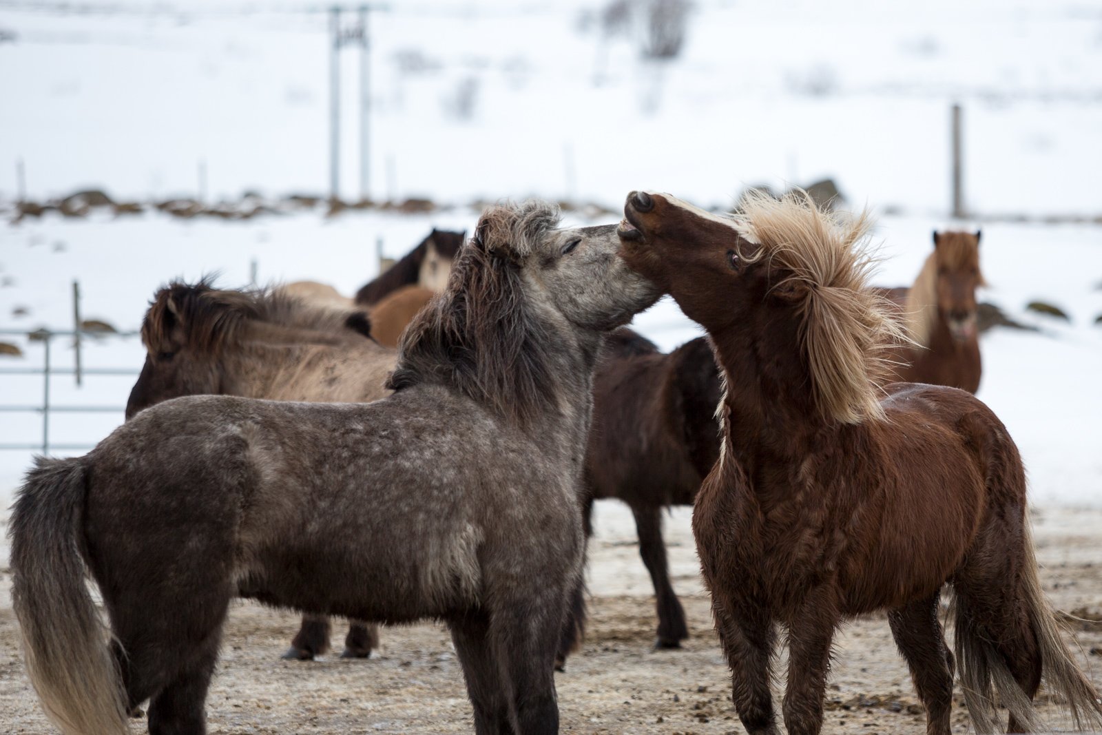 Island Life: Horse Rentals!