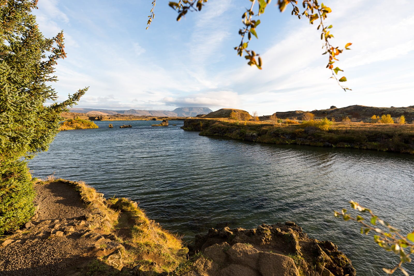 Midge Population Decreases At Lake Mývatn, Bird Life Affected