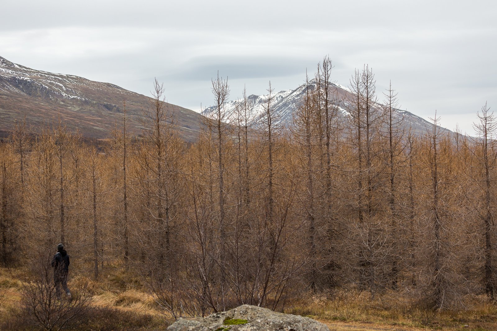 An Autumn World: Exploring The Forests Of Lagarfljót