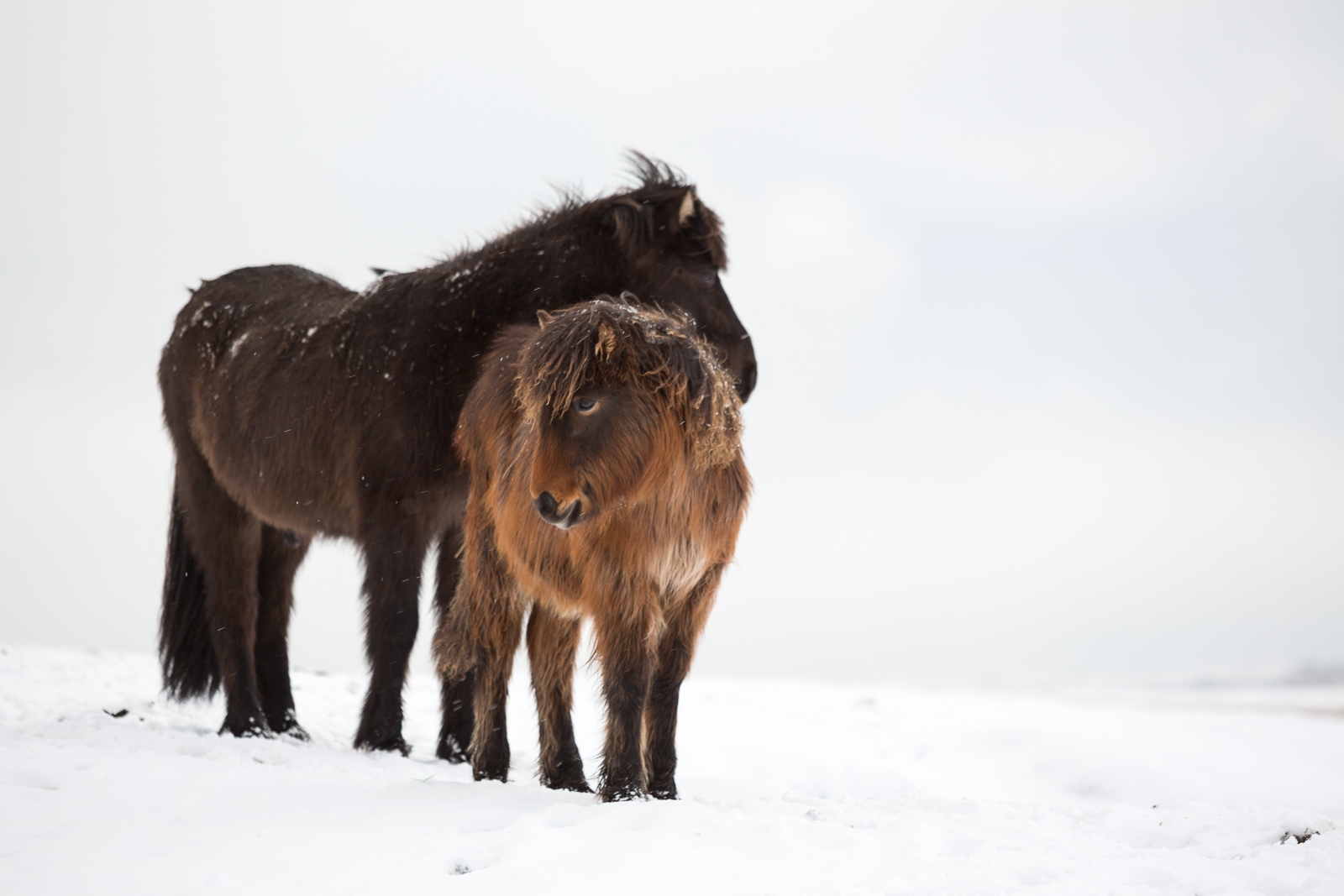 War Of The Nerds: The Icelandic Horse Minefield