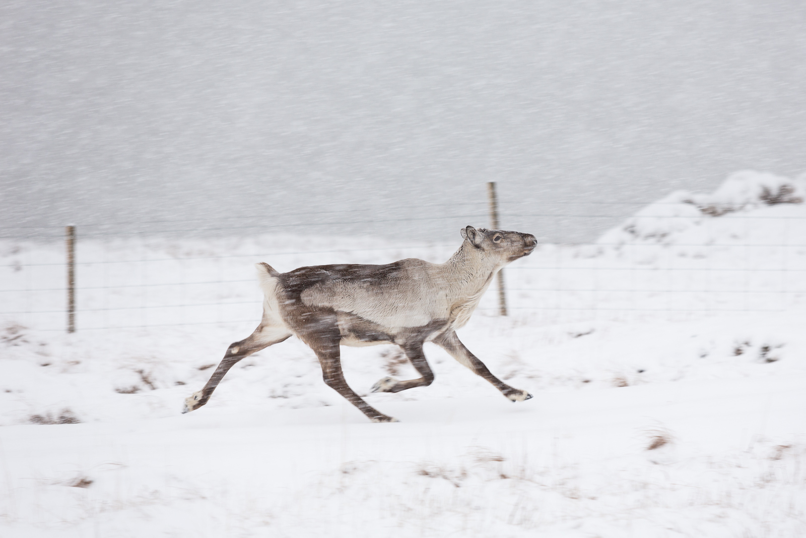 Reindeer Photo by Art Bicnick