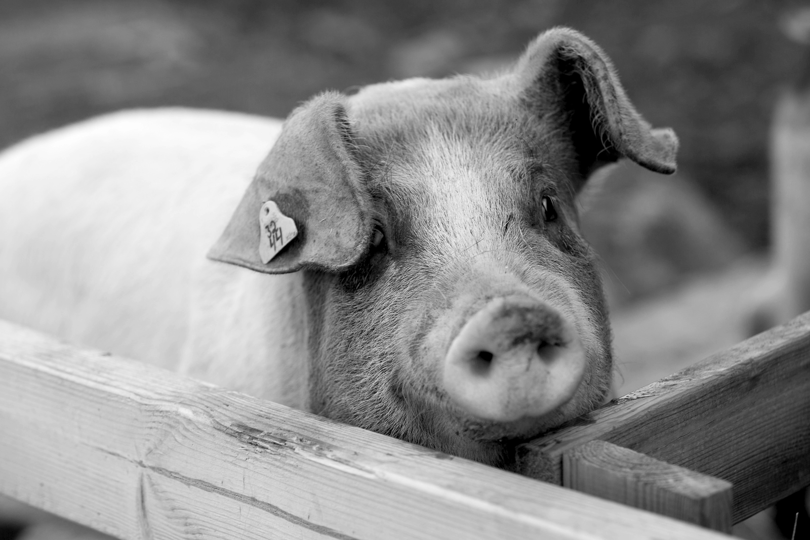 Wants Animal Welfare Certification System For Meat