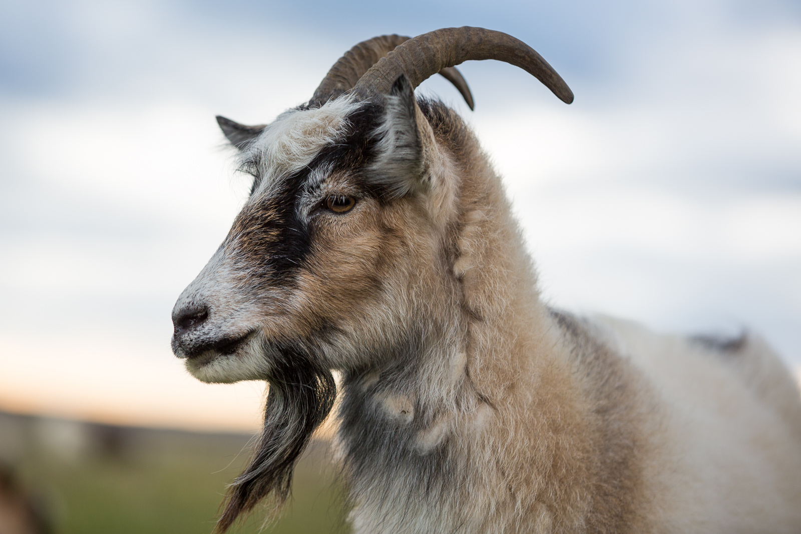 From Iceland Man Brings Live Goat To Site Of Immolated Christmas Goat