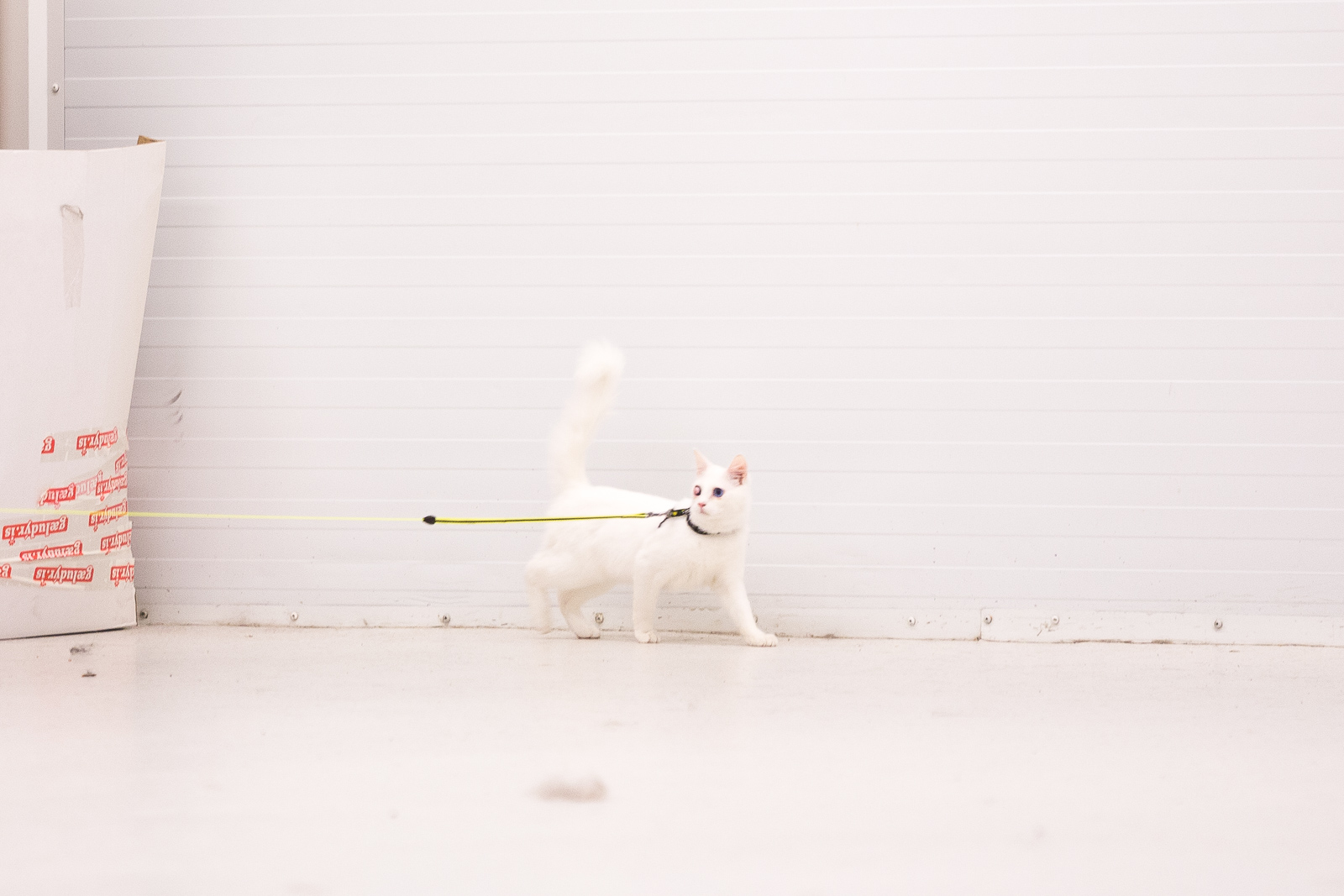 Cats Up For Adoption