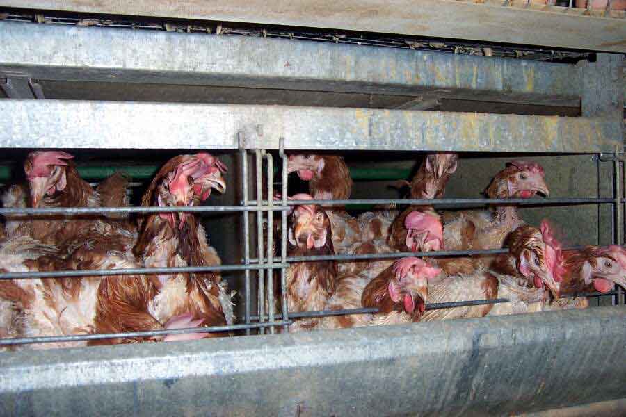Inhumane Egg Company Files For Bankruptcy