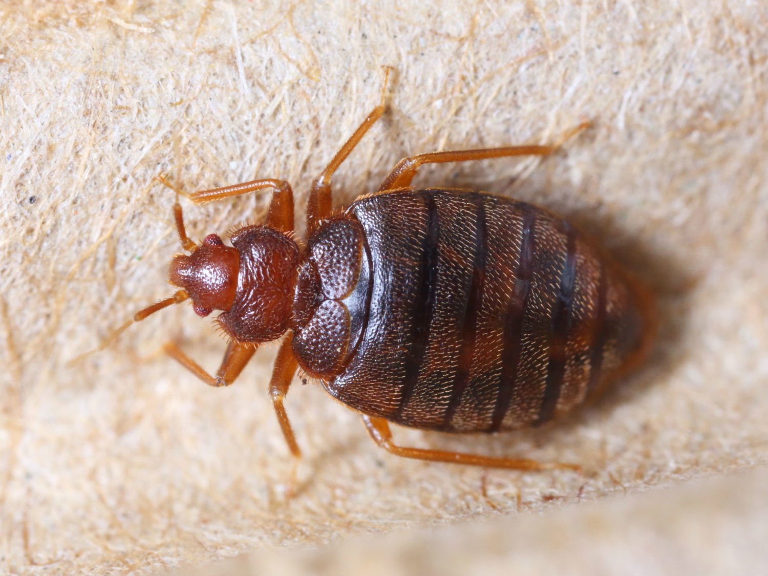 Good Night, Sleep Tight, Prepare Yourself For The Bed Bug Bites