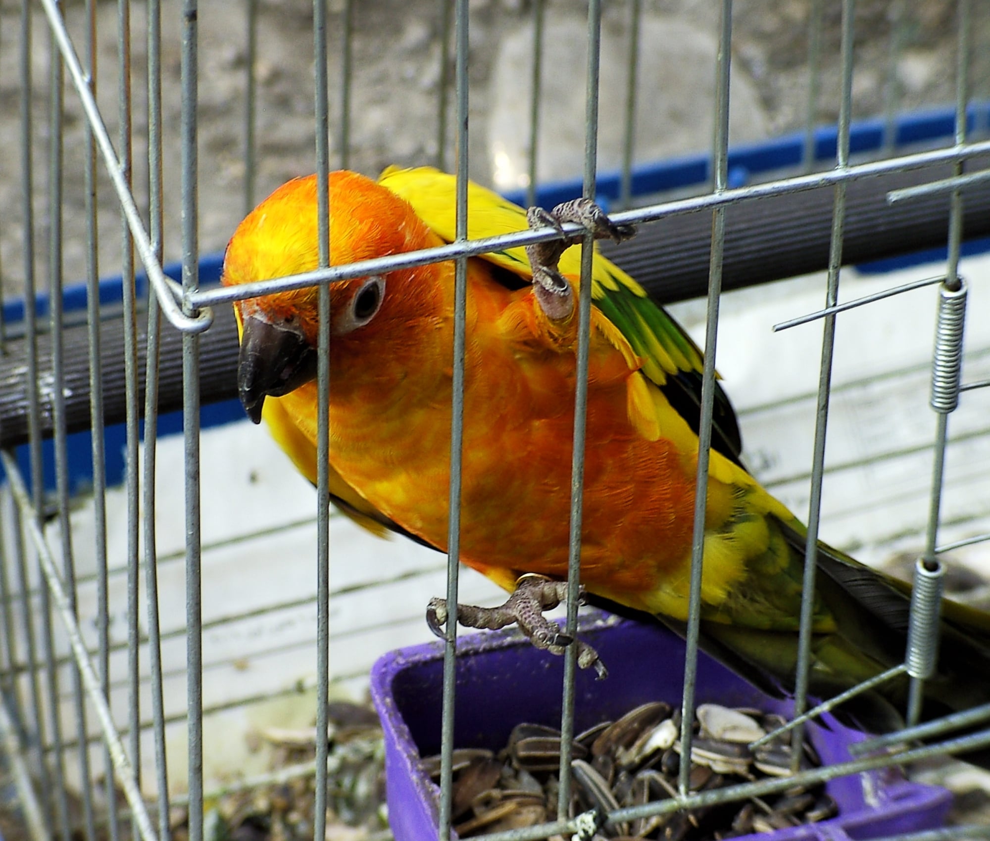 Smuggled Bird Detained At Icelandic Border, Later Deported